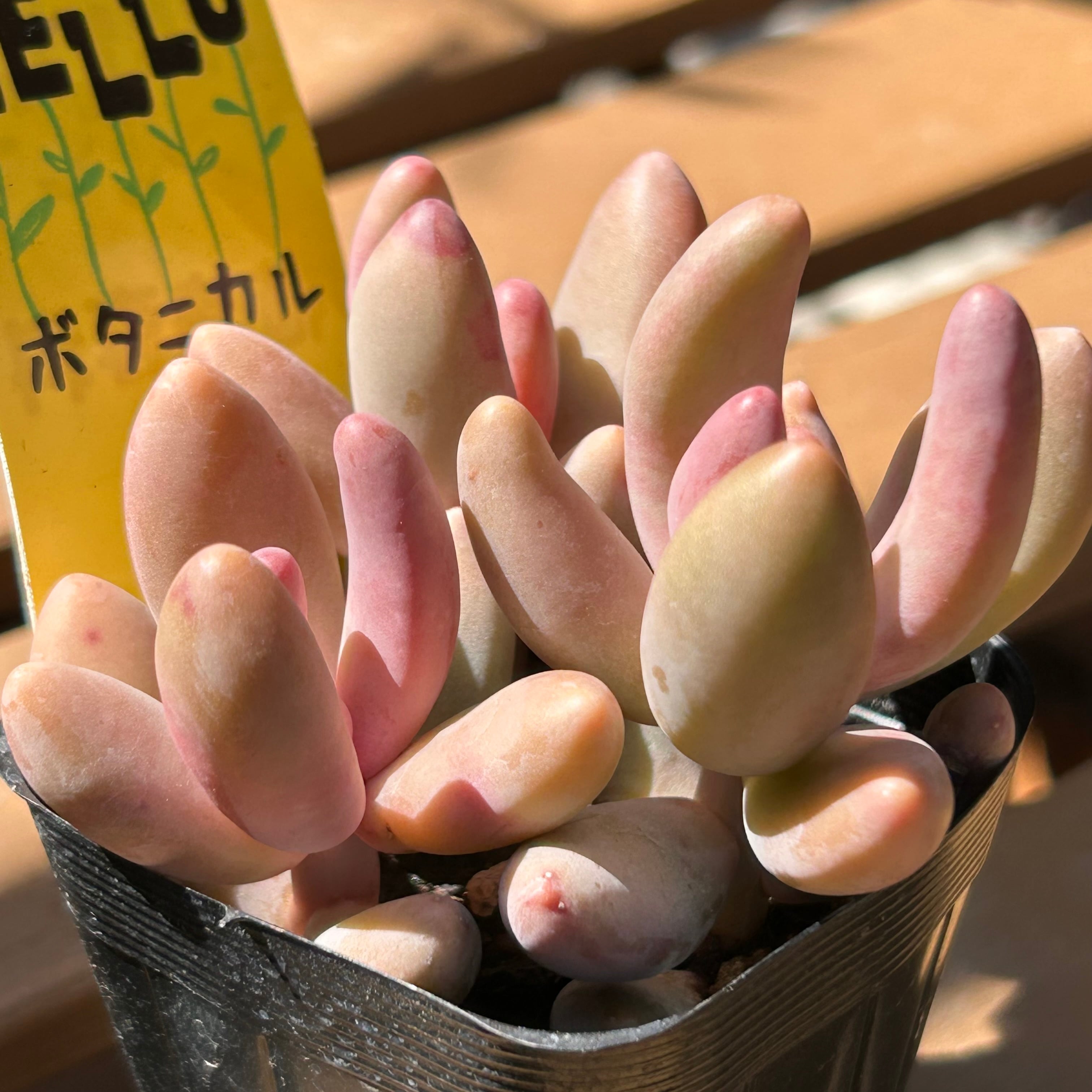 キャンディグレープ | RuPo 多肉植物専門店