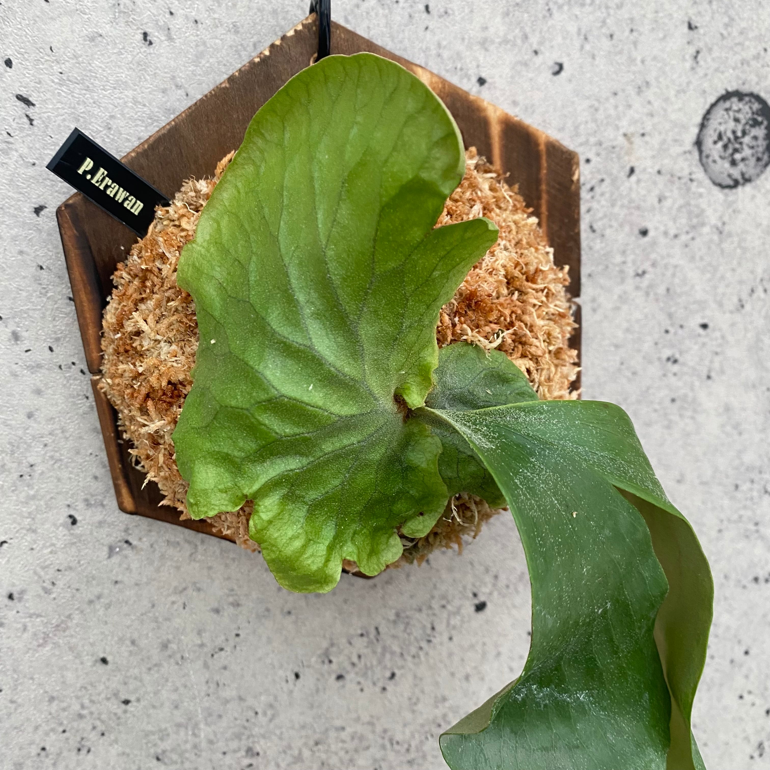 Planet Plants プラネットプランツ