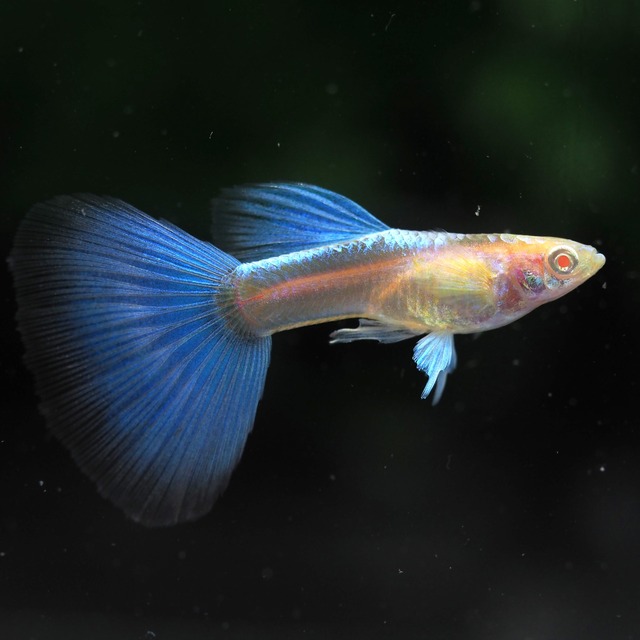 【専用】RREAブルートパーズリボン