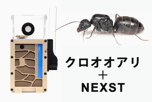 【組立無料】NEXST＋クロオオアリセット