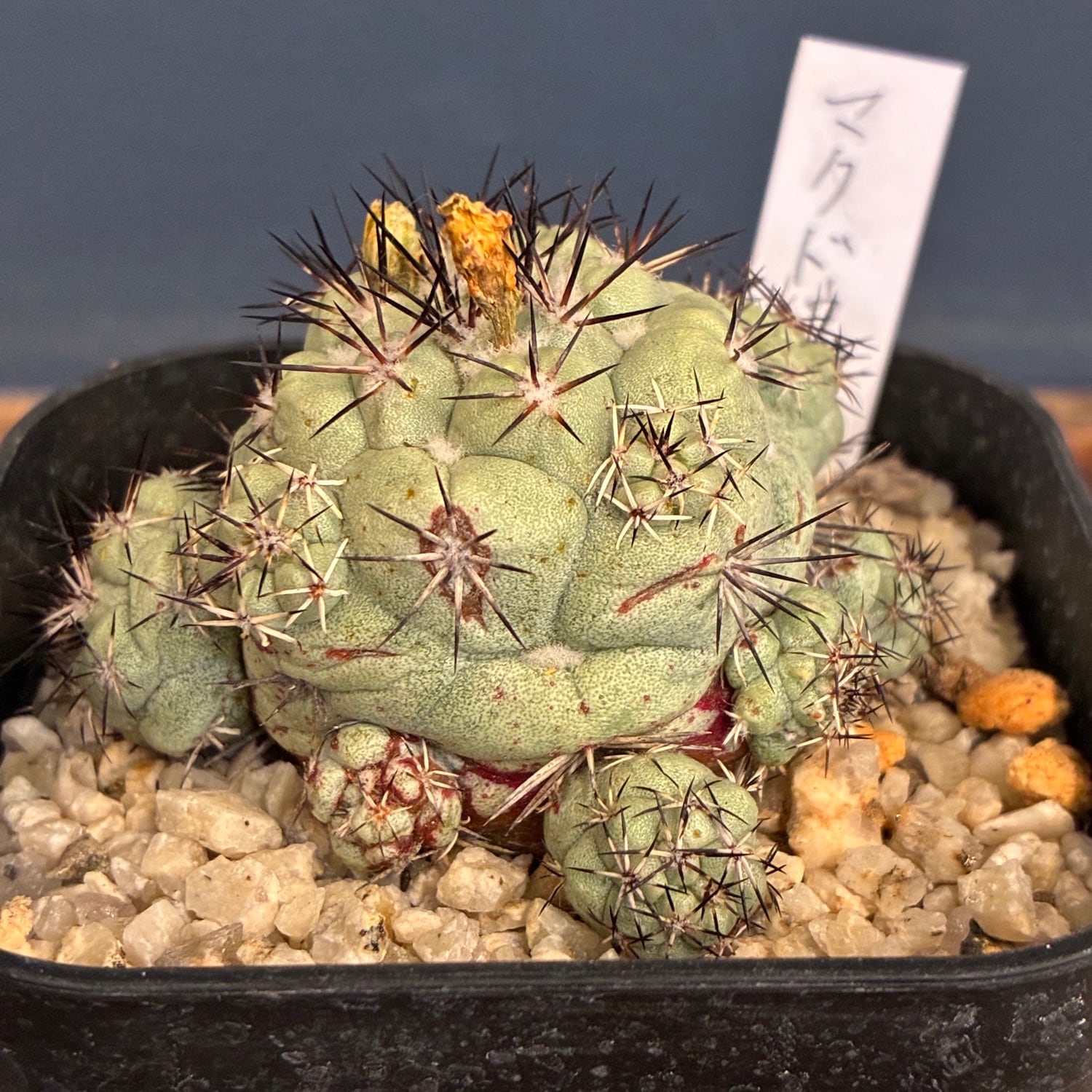 Copiapoa】サボテン オルテゴカクタス マクドガリー実生【870