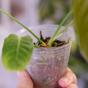 アンスリウム・ベイチー / Anthurium Veitchii / 観葉植物⑭