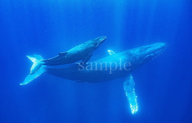 エネルギーフォト メタルプリント(小) クジラ沖縄  25cm×20cm