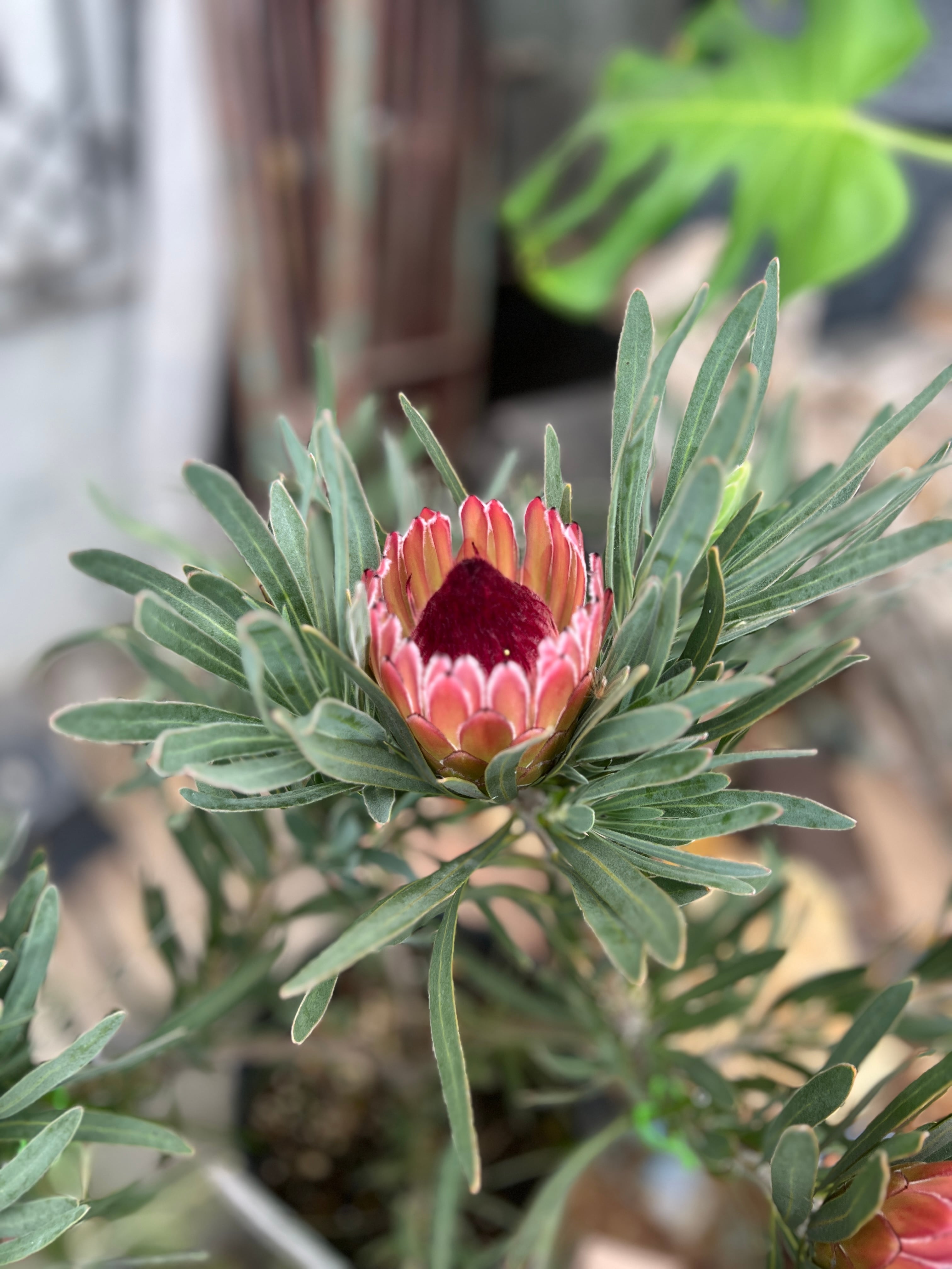 プロテア ピクシー（4F） | 沼ノ上農園