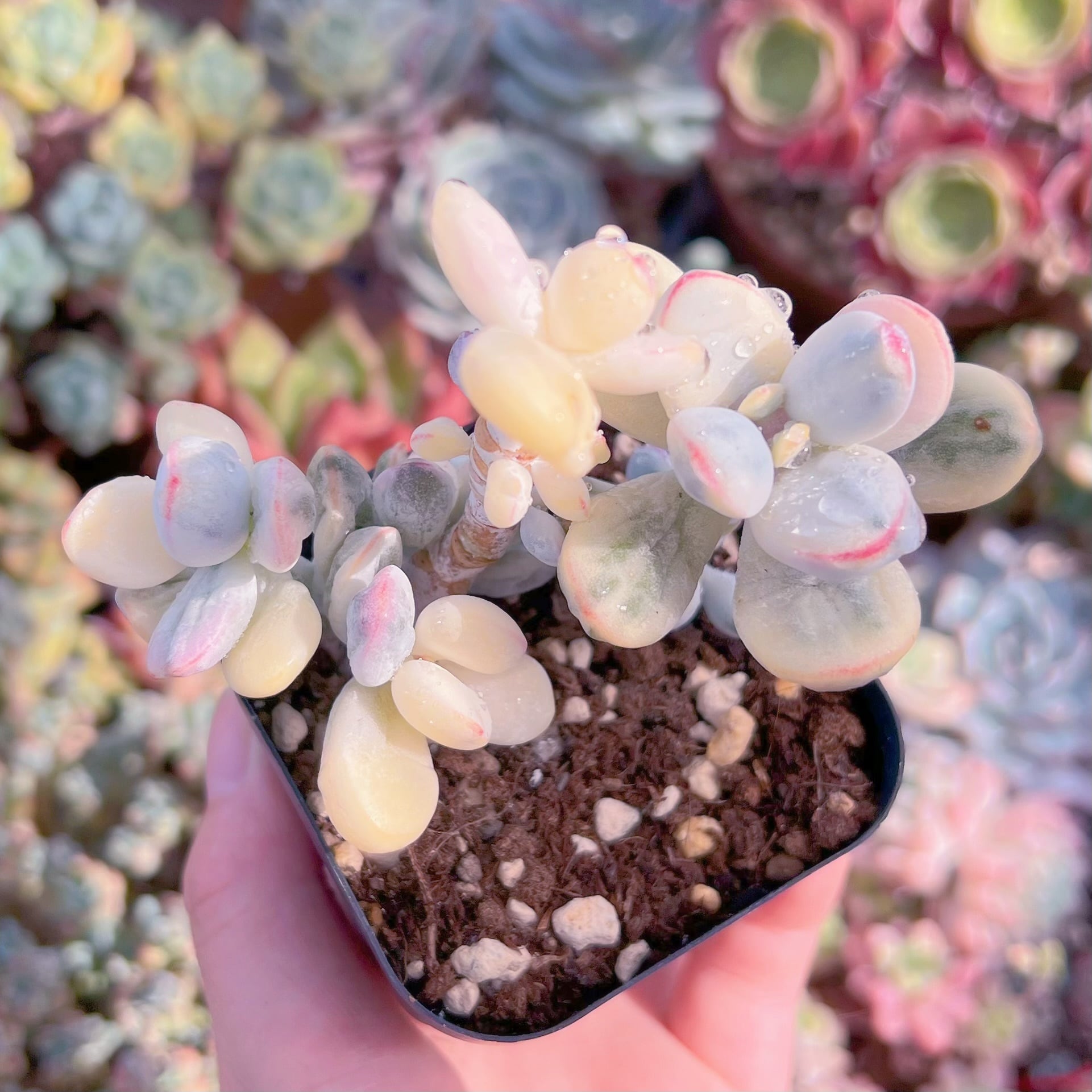 現品　達磨福娘錦#1179　群生　るる農園