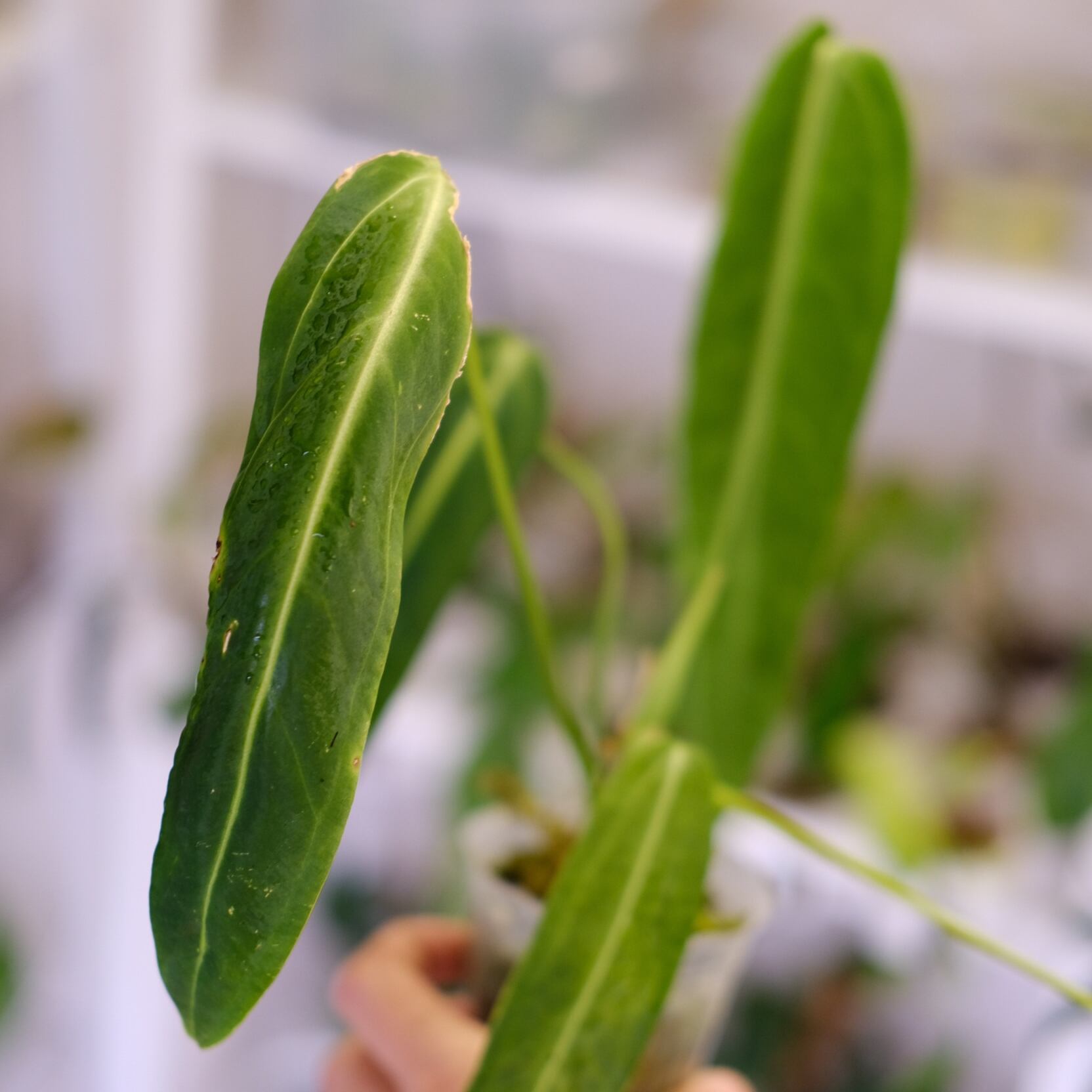 アンスリウム ワロクアーナム / Anthurium Warocqueanum㉘
