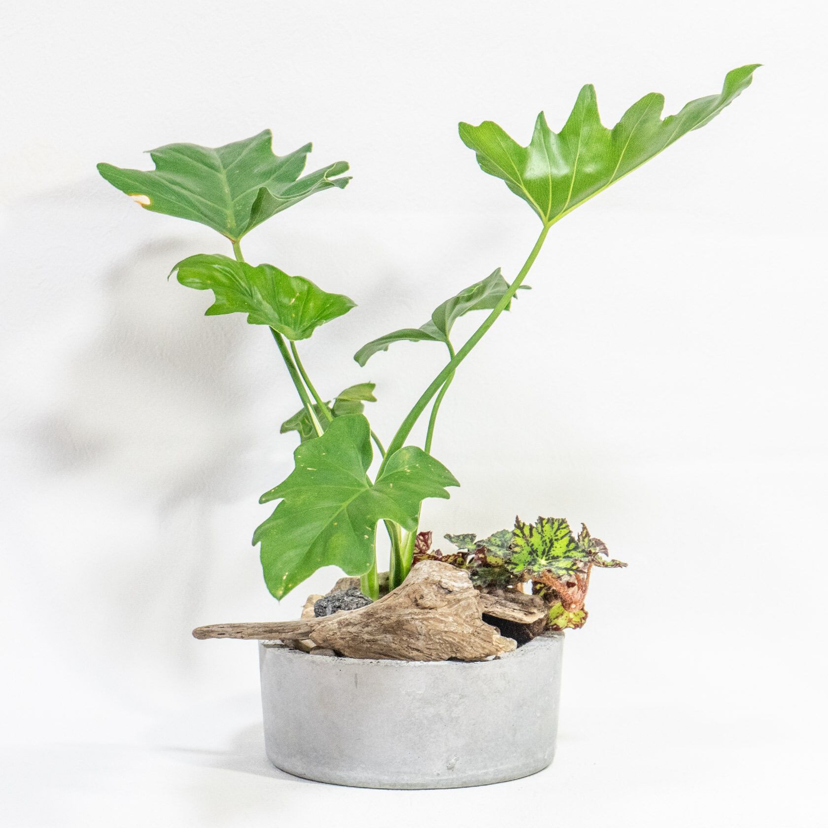 ≪ 観葉植物 ≫Φ18×H39㎝｜セロームとベゴニアの寄せ植え｜シンプルでお部屋を選ばない手作りモルタル鉢