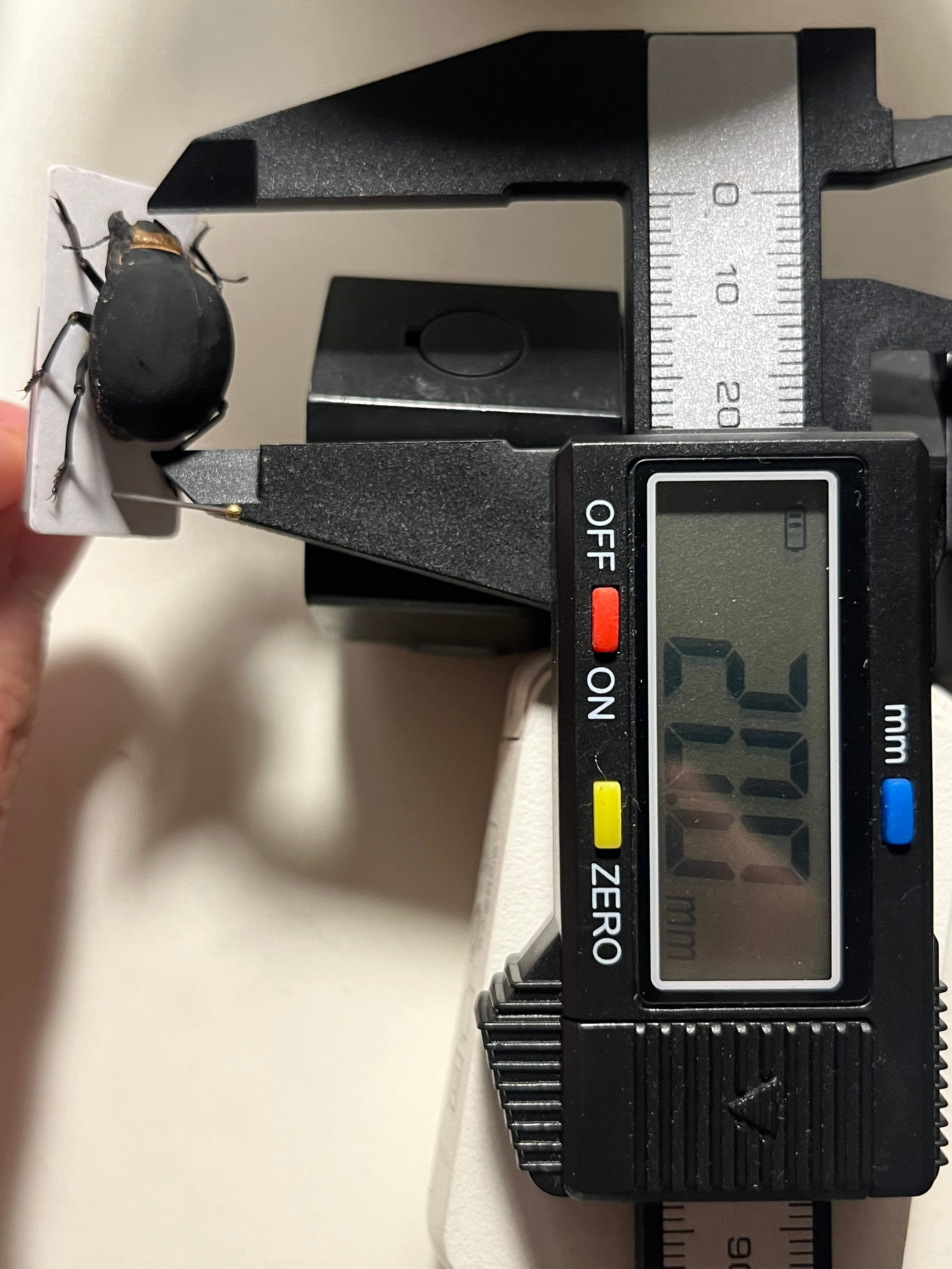 19mm】マエガミパッツンゴミムシダマシ バケモノカオナシ