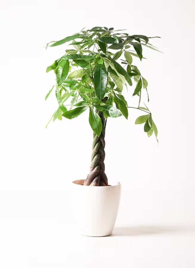 観葉植物 ドラセナ グローカル 10号 | CAgarden