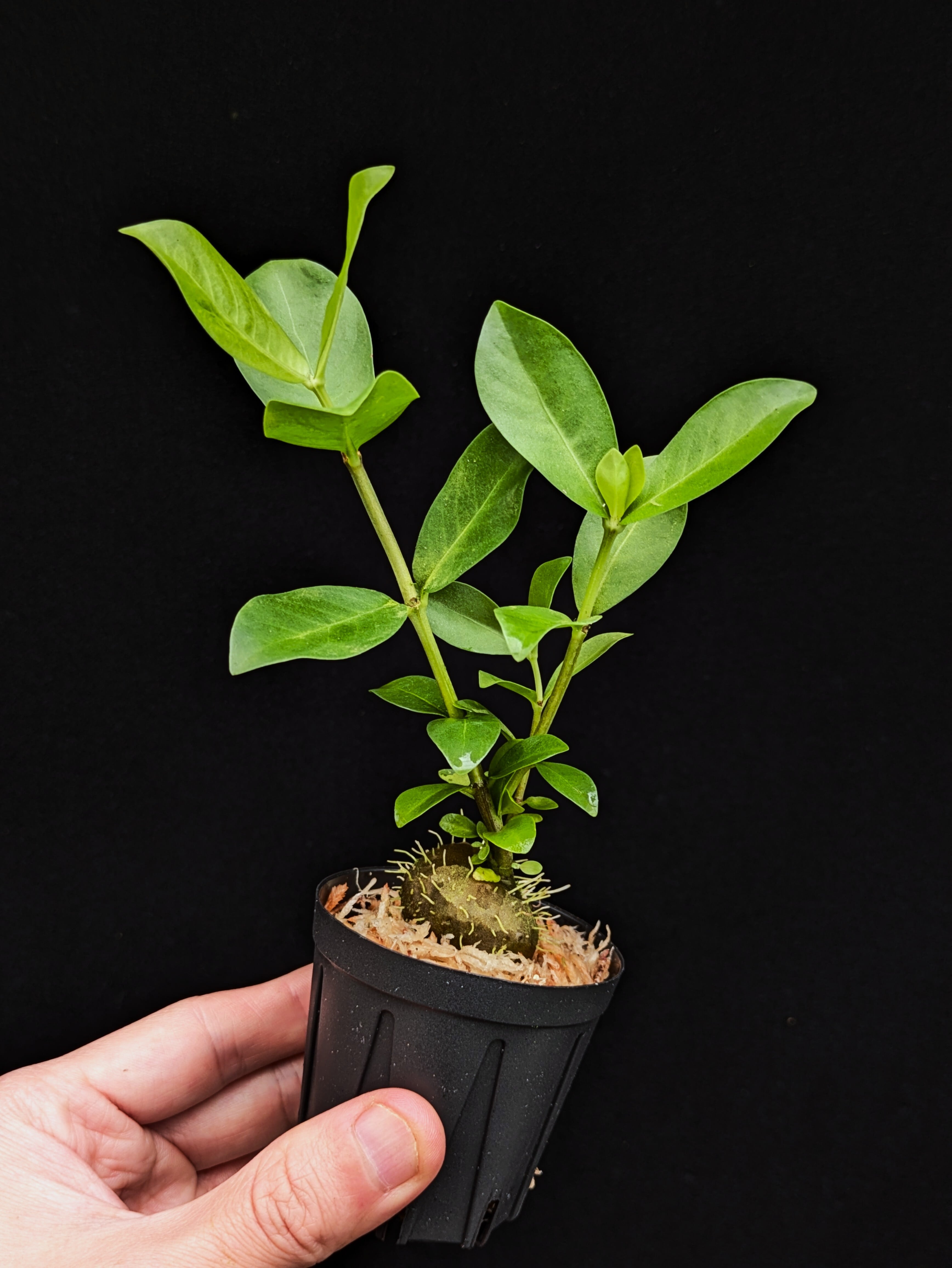 アリダマ | 伊藤蟻植物農園