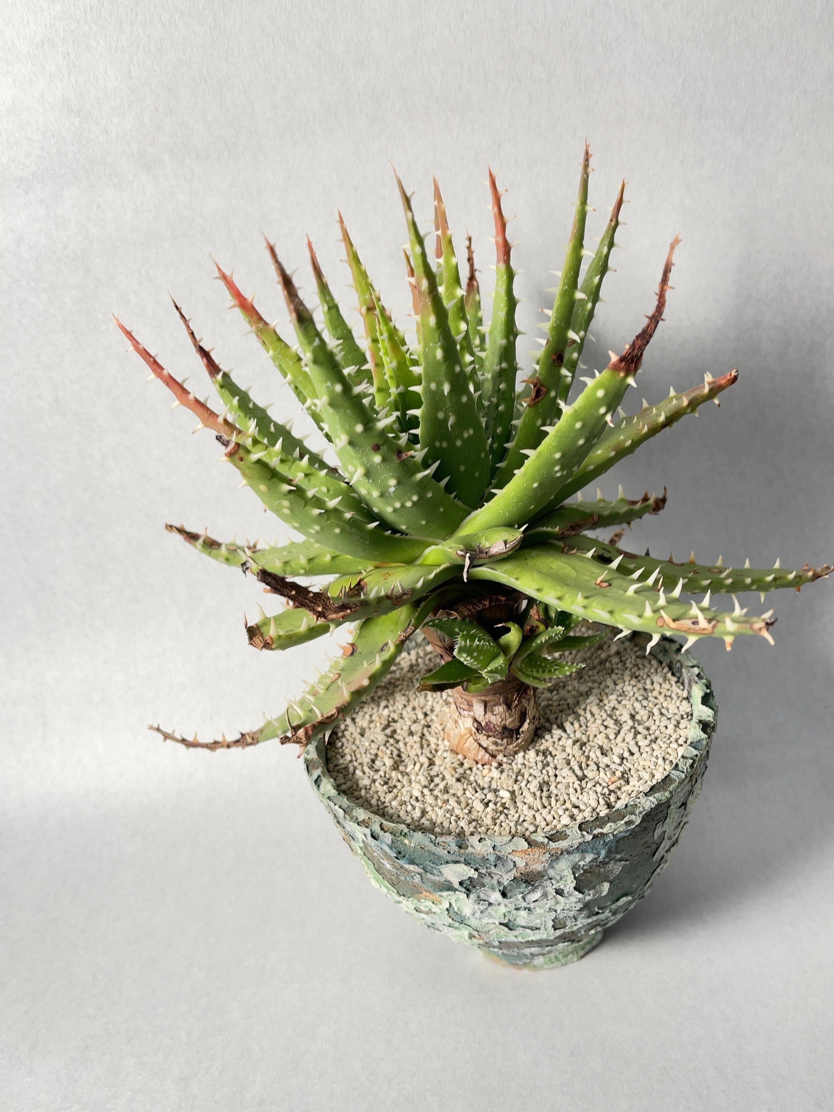 (特選) 黒刺 アロエ エリナケア アロエ エリナケア | STELLA.PLANTS