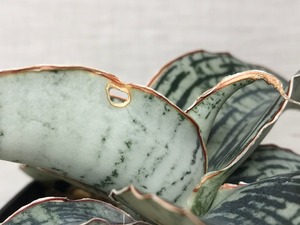 サンスベリア クレオパトラ