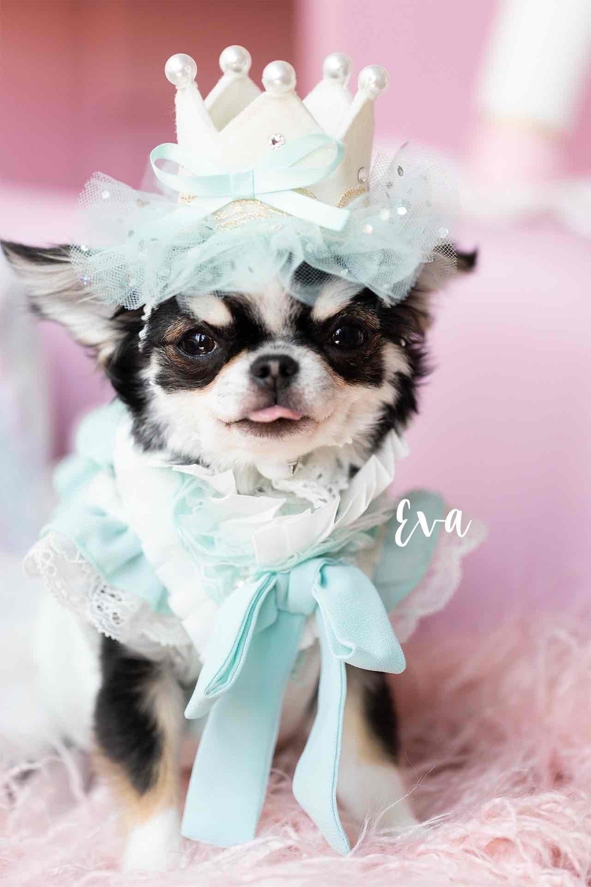 デザインリニューアル！>ふんわりmintチュールの mini crown 犬用 
