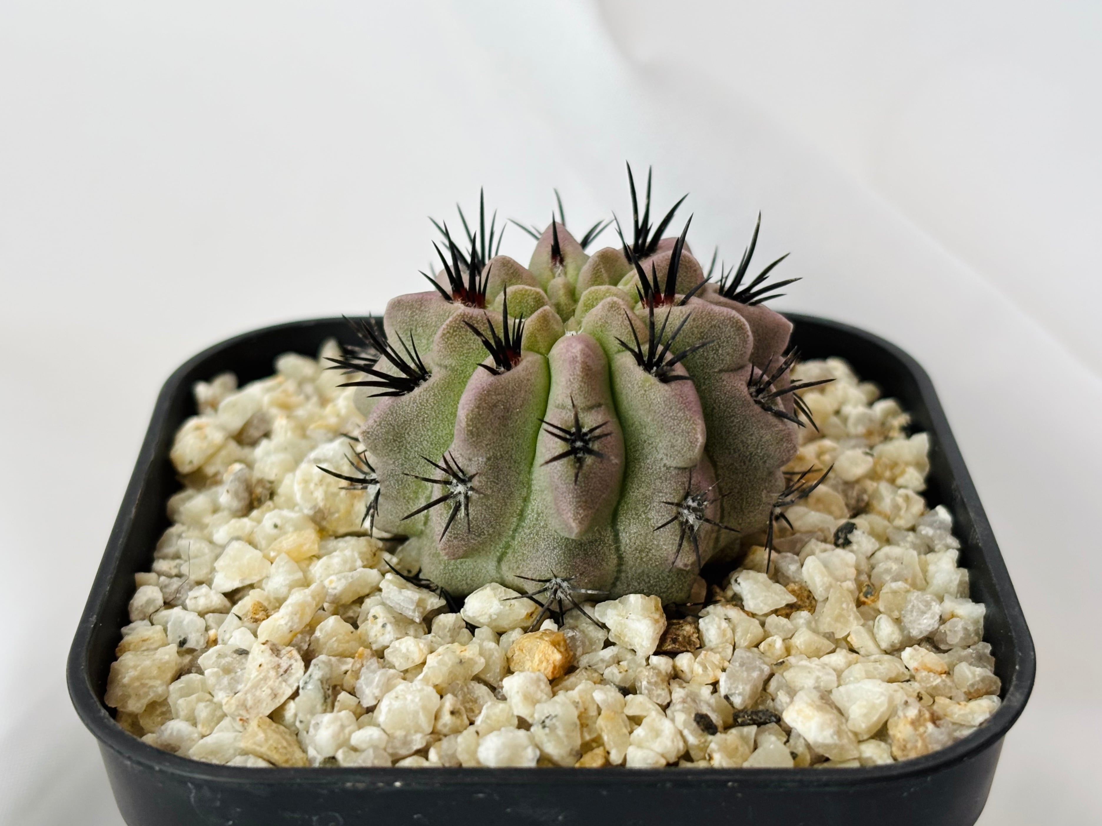 エリオシケ　ナピナ　コピアポア 日本花キ流通 caサボテン 豹頭 実生 6cmポット 送料無料 エリオシケ