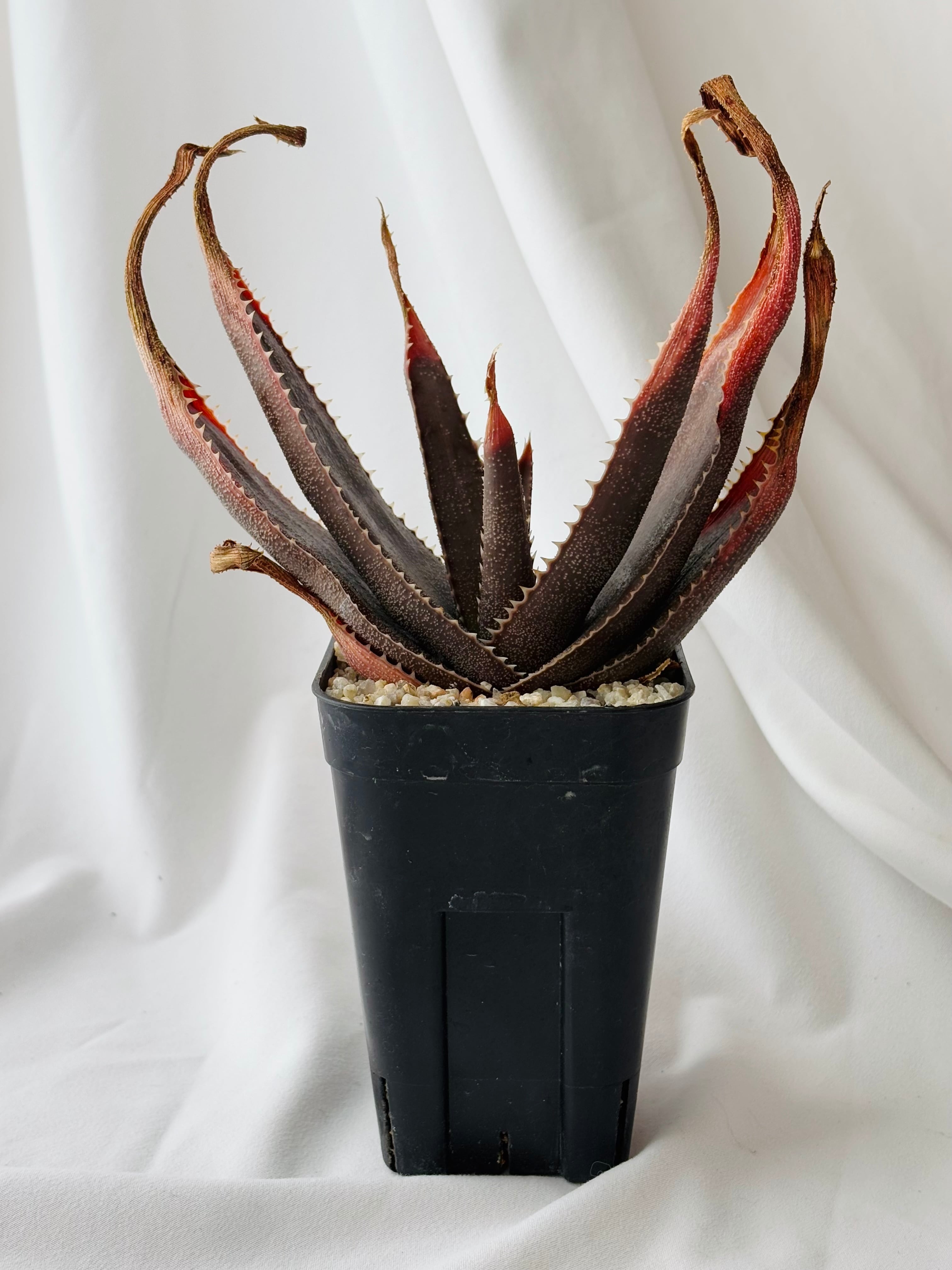 Aloe thorncroftii アロエ ソーンクロフティ 多肉植物 | plants MARU