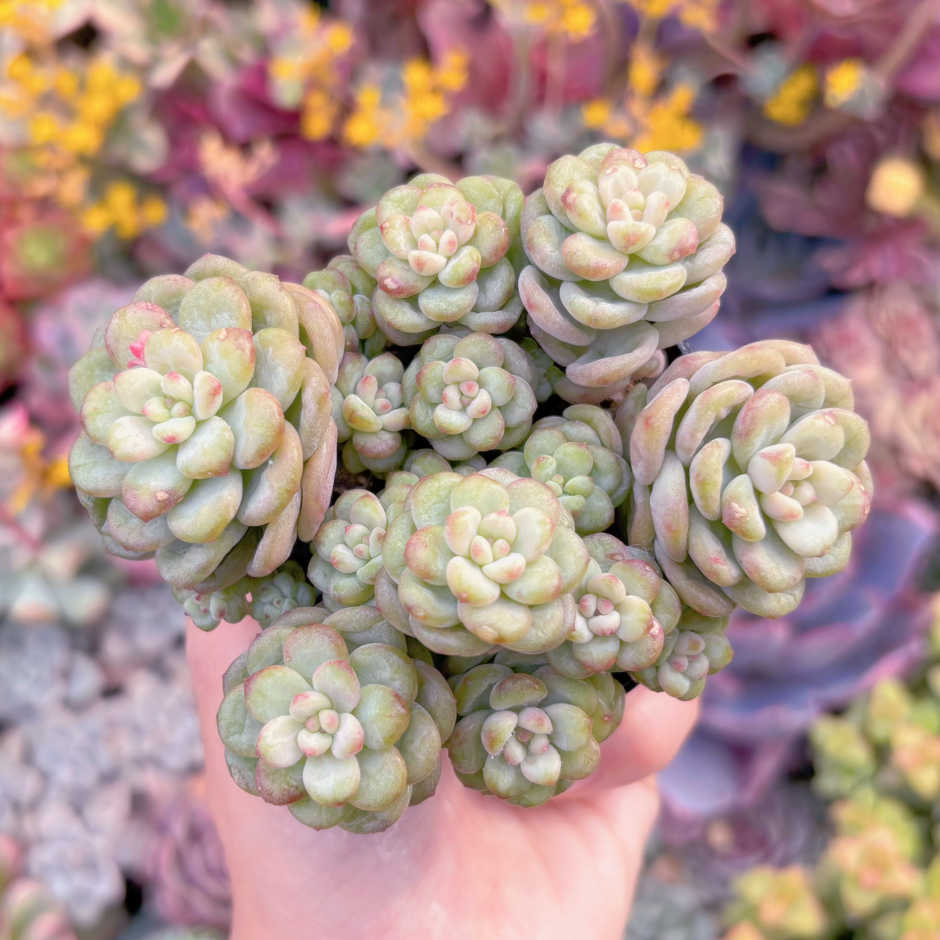 現品　サンシャインローズ#A088　群生　るる農園