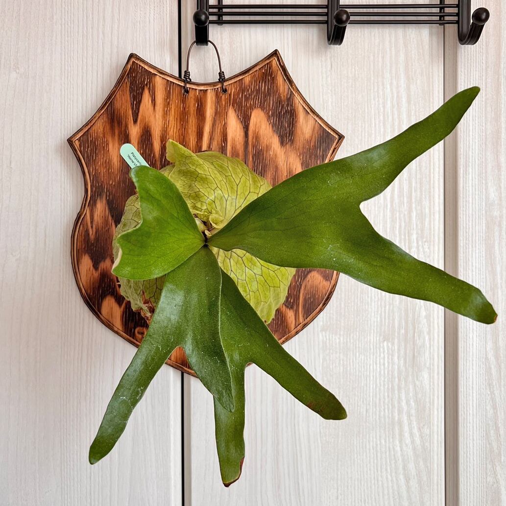 ビカクシダ ホーンズサプライズ 着生板大サイズ 板付 【観葉植物 室内