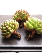 カット苗 緑僑 リュチアオ 【日本初上陸？！】 Echeveria 'lv Qiao'