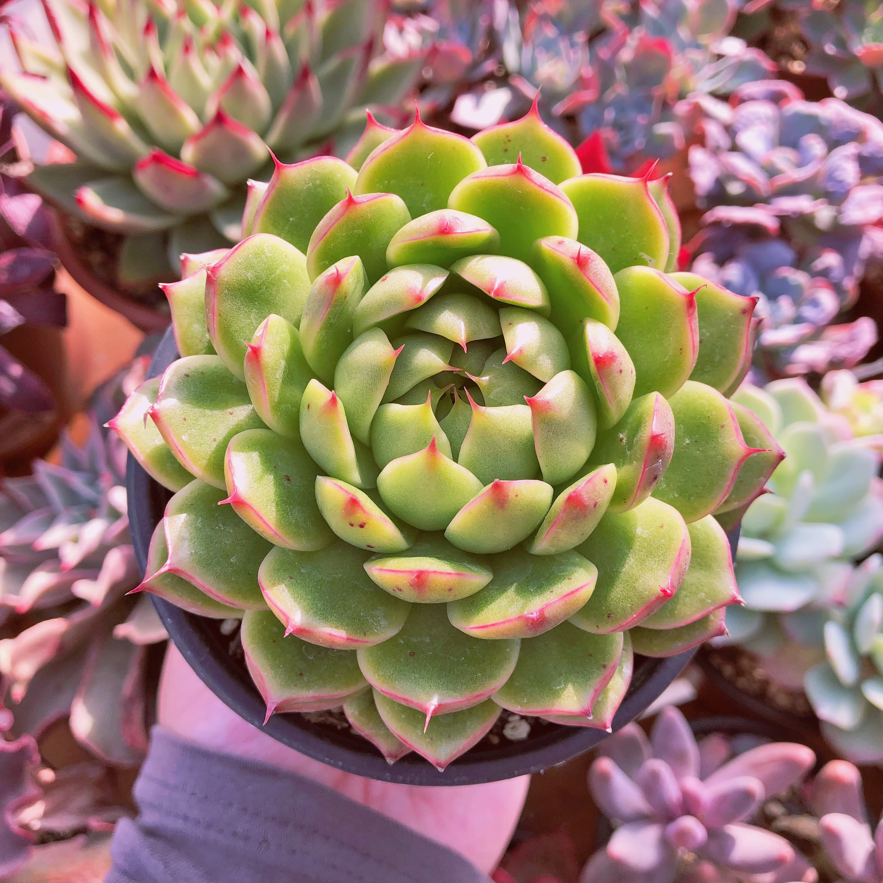 多肉植物　ピンクアンナ　特大　12センチ鉢