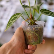 アンスリウム ドラヤキ × シルバーブラッシュ / Anthurium Dorayaki × Anthurium Silver brush⑭/ 観葉植物<育て方・花言葉>