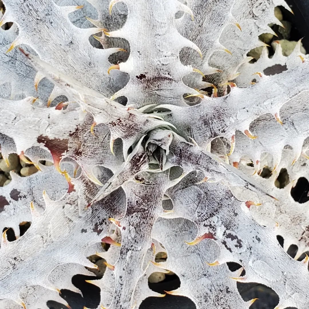 F00380_Dyckia 'Branca de Neve'：ディッキア・ブランカ・ジュ・ネヴェ