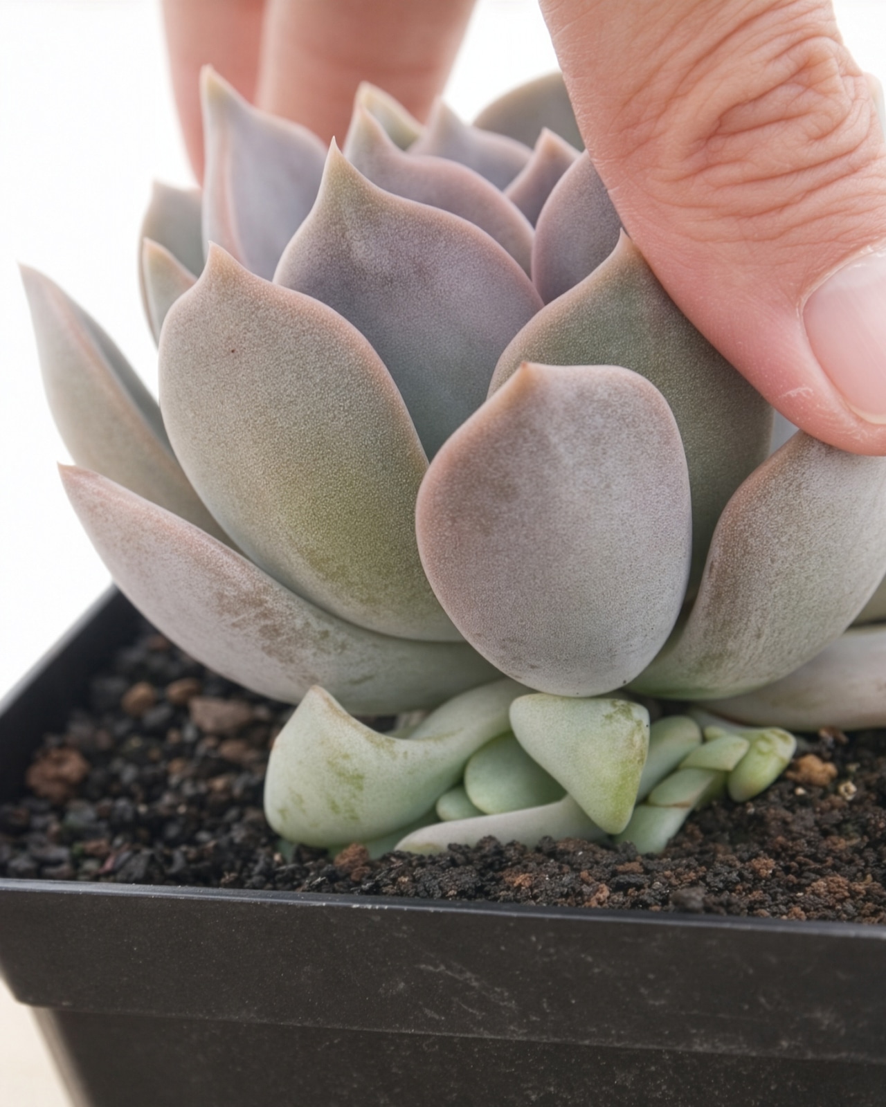 【PREMIUM】 【鉢付き】 シャルドネ 長期LED育成株 Echeveria 'Chardonnay'