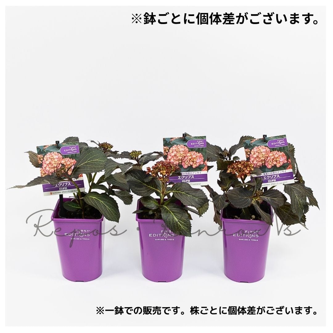 アジサイ：黒葉アジサイ・エクリプス（4号鉢）新品種 ハイドランジア
