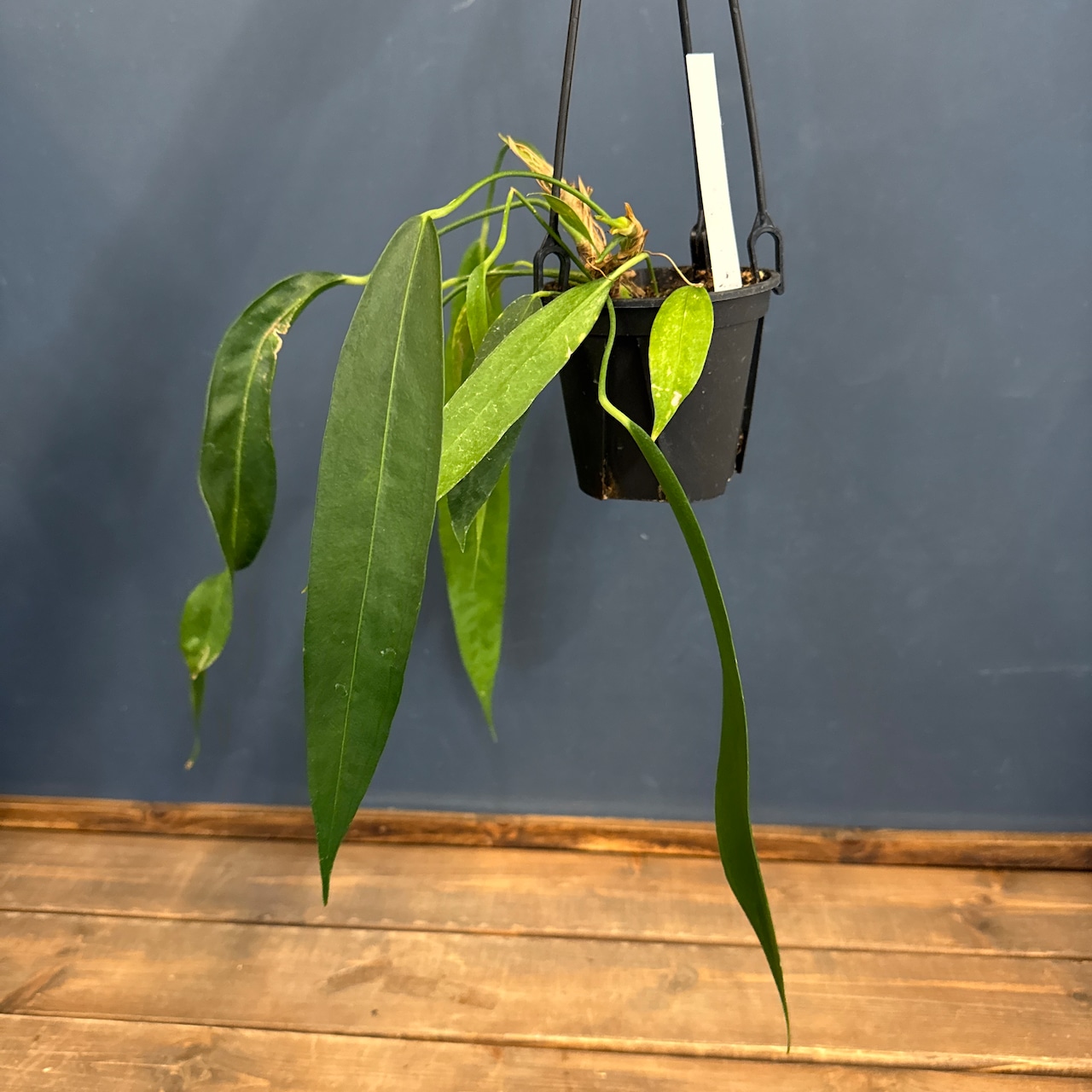 【クリアランス】アンスリウム ウェンドリンゲリ【355】