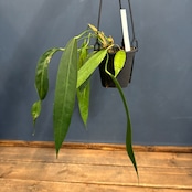 【クリアランス】アンスリウム ウェンドリンゲリ【355】