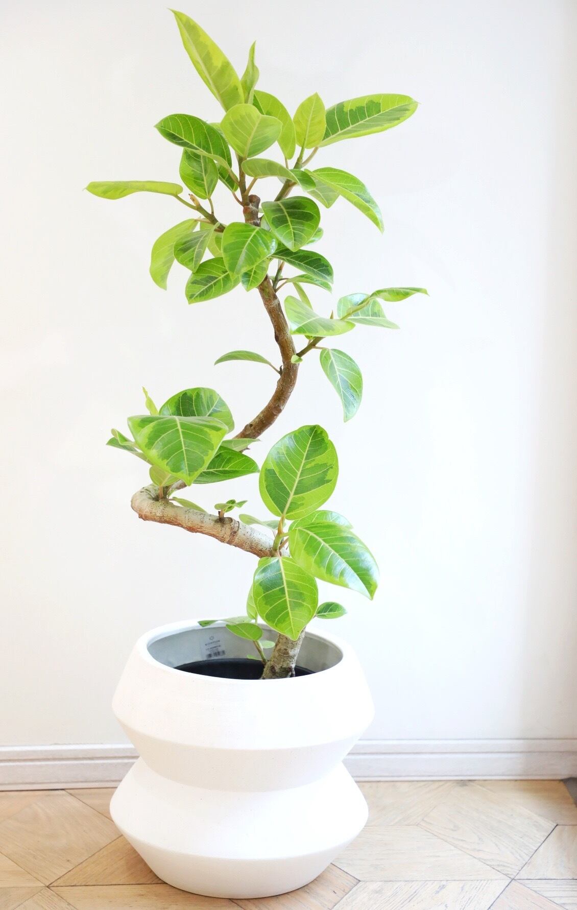 L】フィカス アルテシマ/Ficus Altissima ※陶器鉢カバー別売り