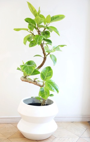 【L】フィカス アルテシマ/Ficus Altissima ※陶器鉢カバー別売り