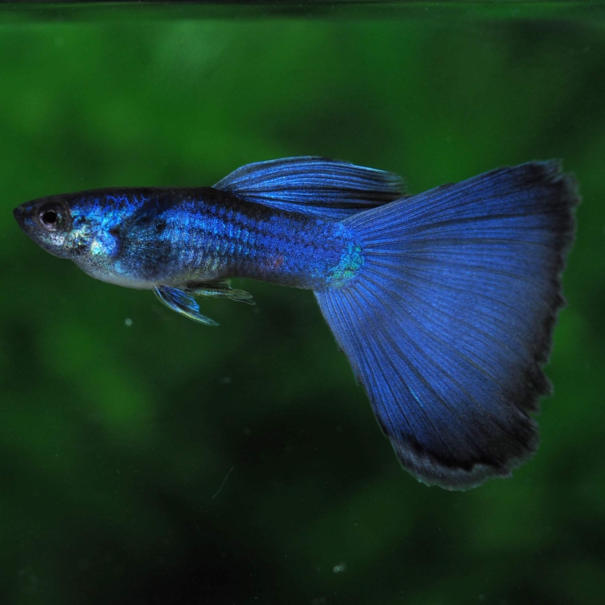 伊豆グッピーファーム