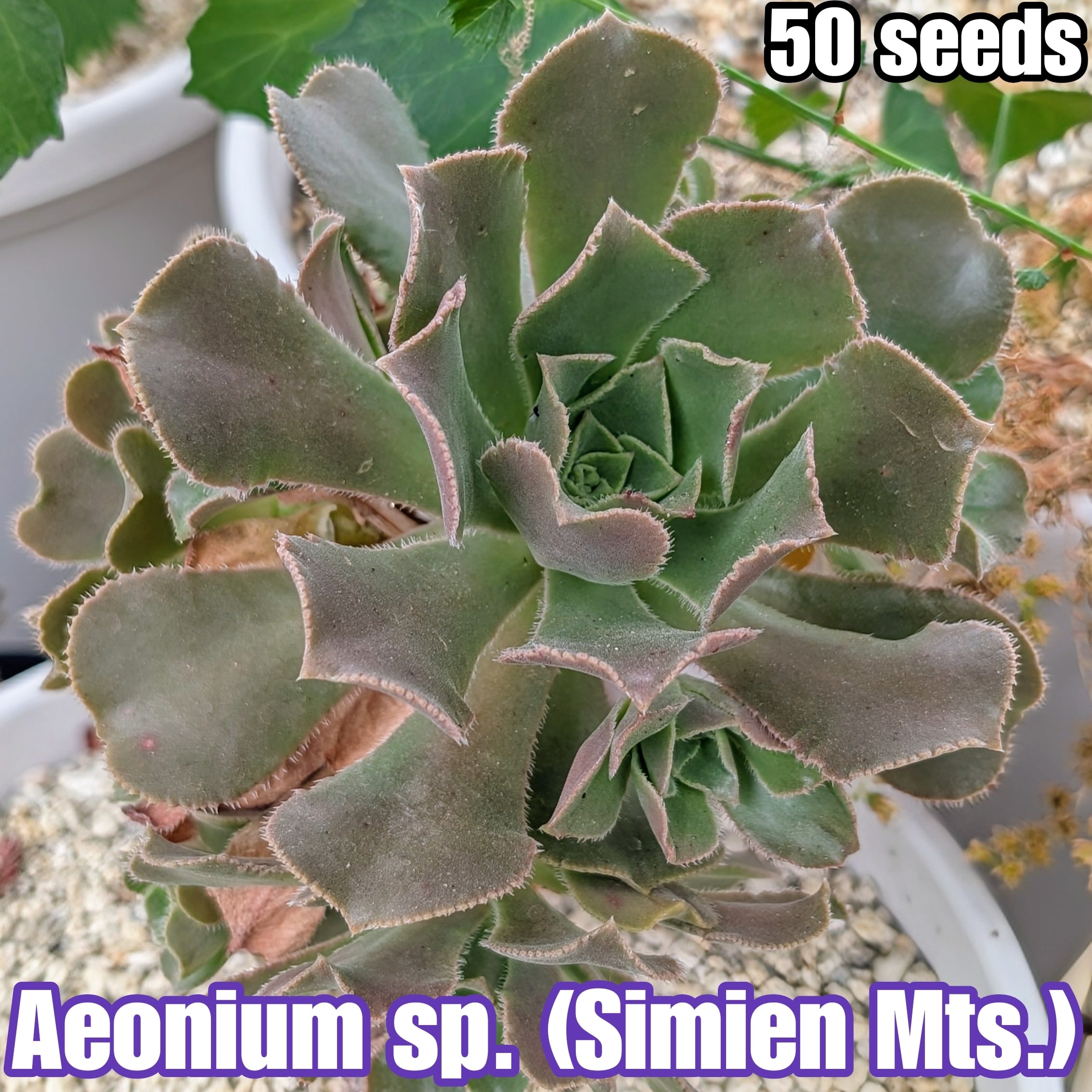 種子（少量パック一覧） | YAJIMA: Succulents of Wild-Species