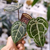 【正規】Anthurium 'Michelle' by DOC BLOCK⑨ / アンスリウム・ミシェル│観葉植物