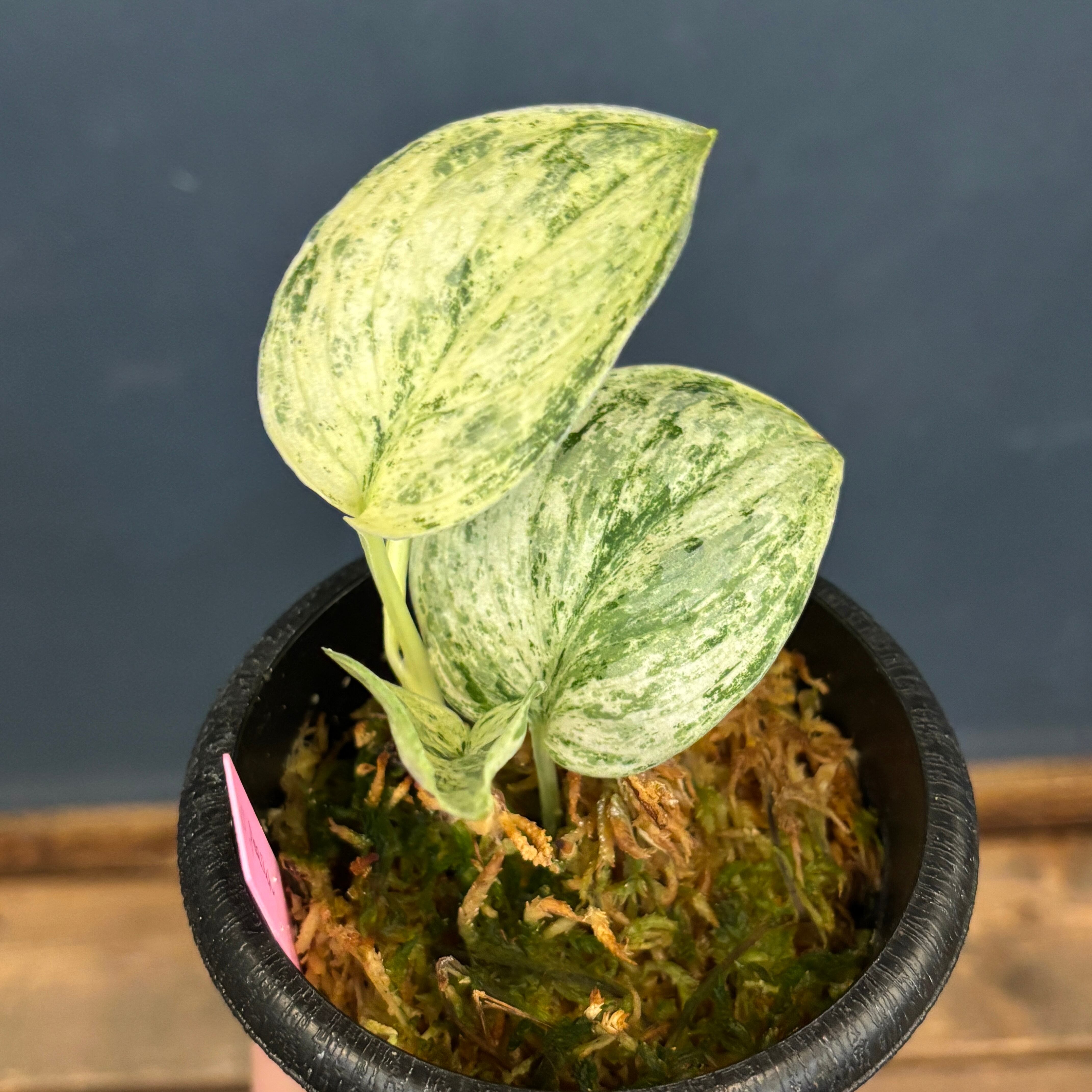 クリアランス】スキンダプサス Peasum【519】 | PROTOLEAF プロトリーフ