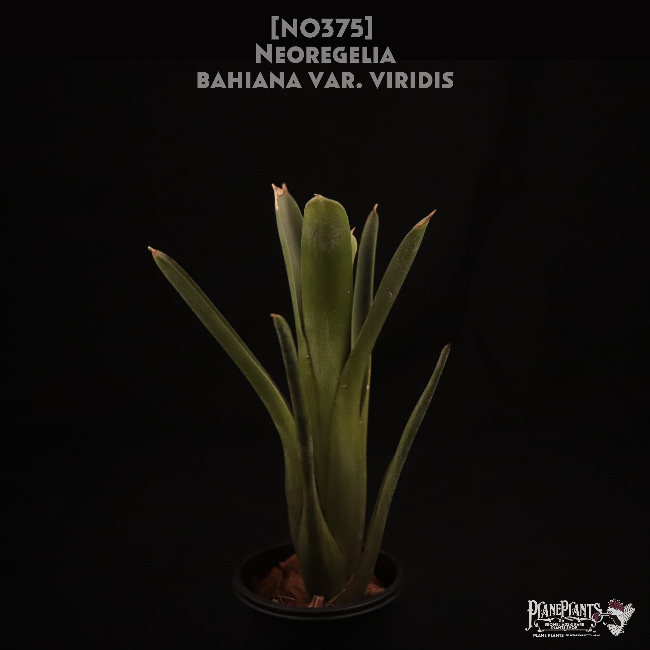 送料無料】Neoregelia bahiana var. viridis〔ネオレゲリア 送料無料】Neoregelia bahiana var. viridis〔ネオレゲリア