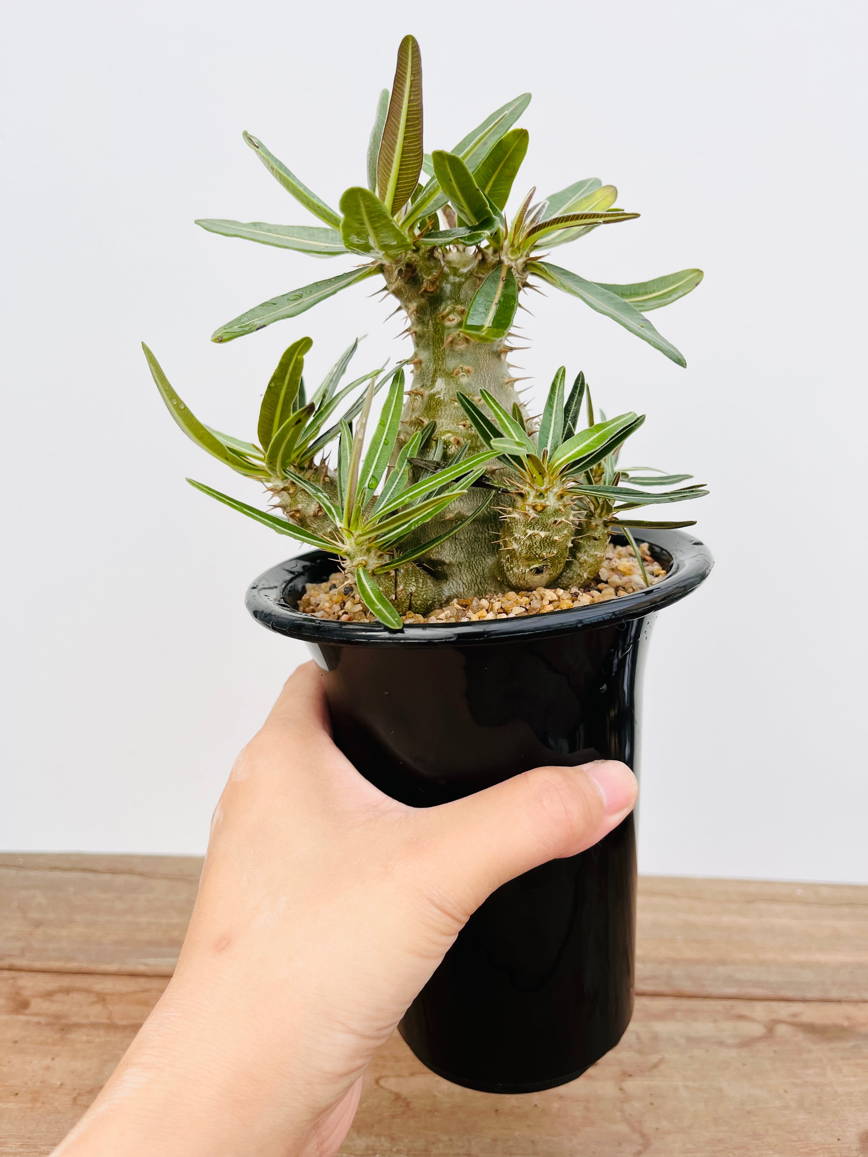 Pachypodium densiflorum パキポディウム デンシフローラム 多肉植物