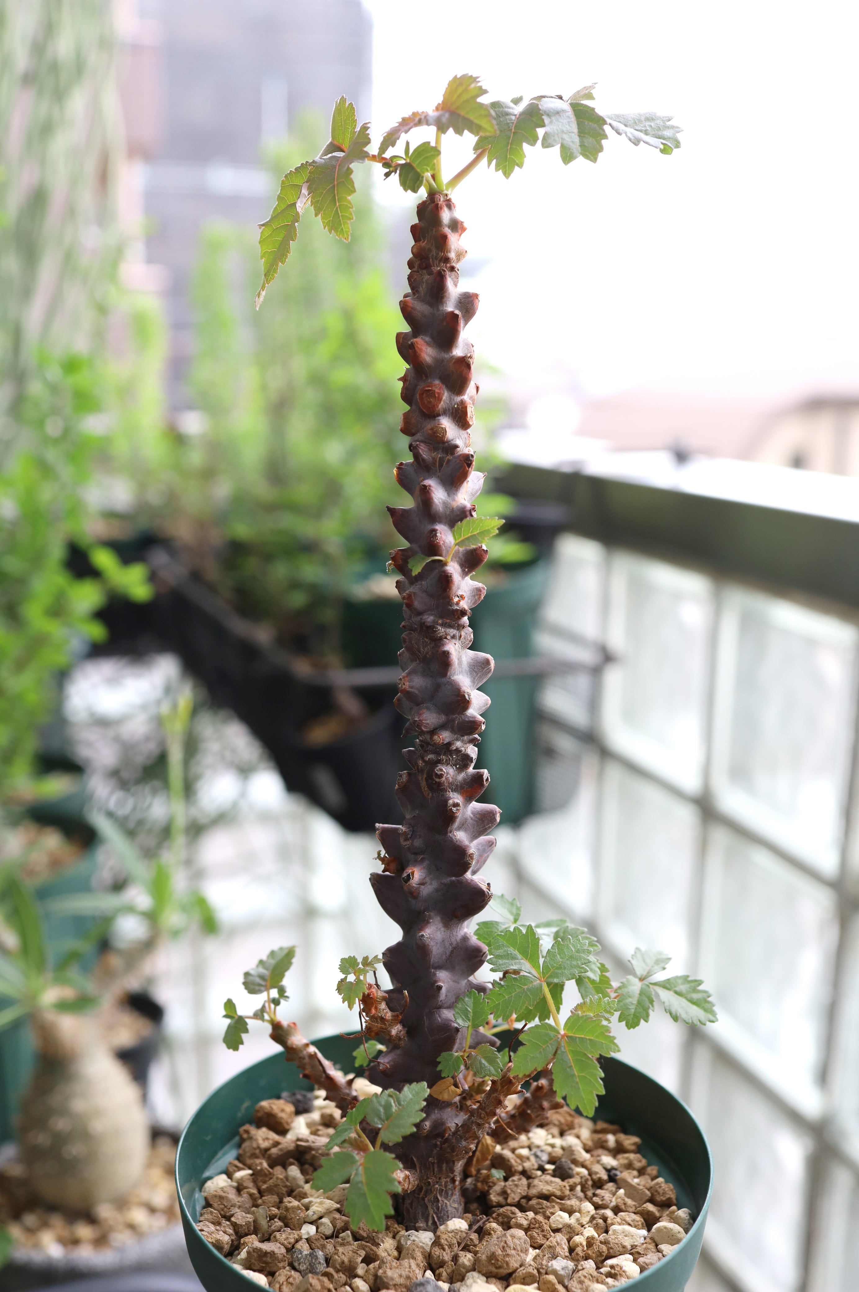 塊根植物 | SAVVY PLANTS