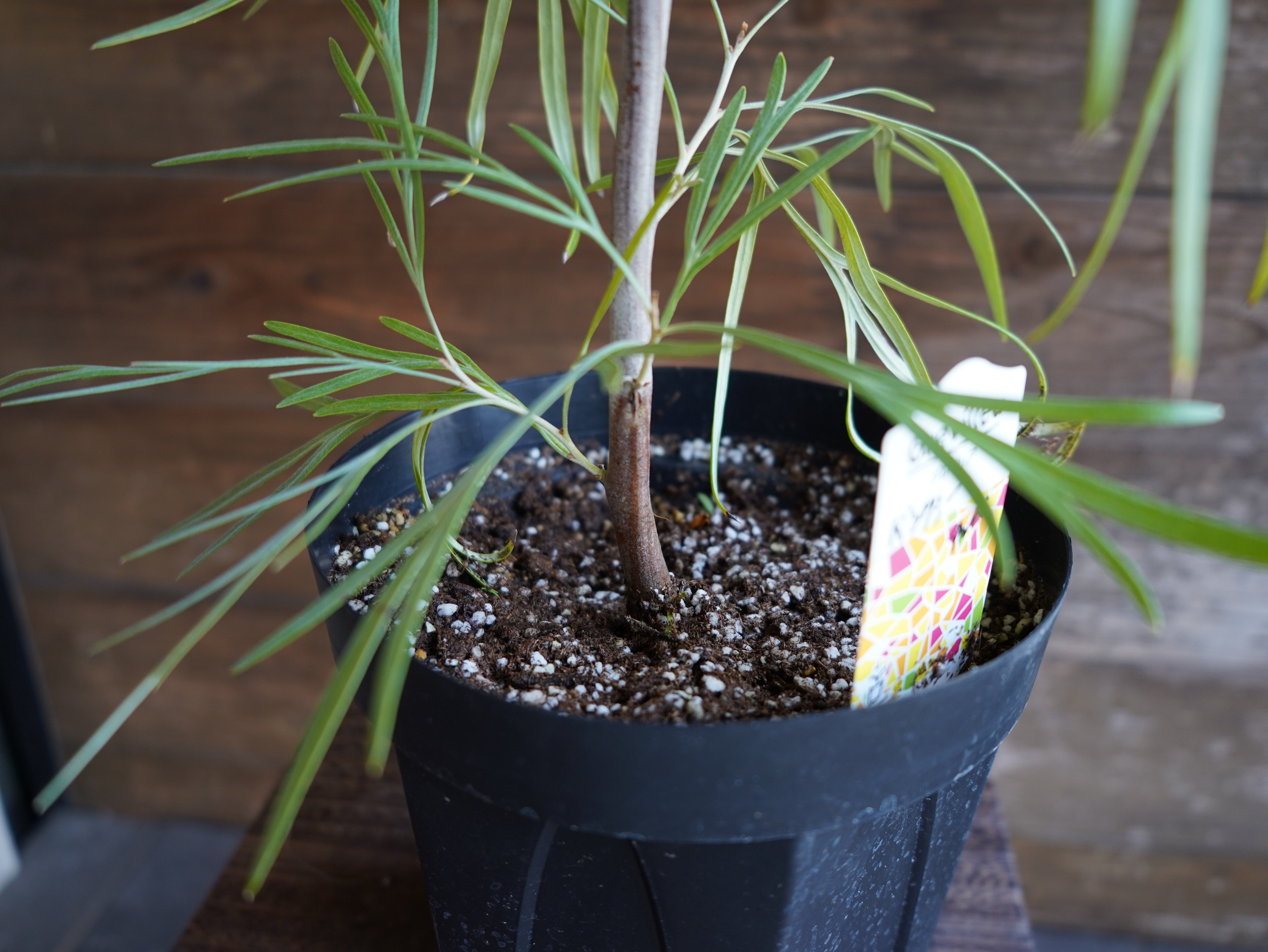 【現物】グレビレア　"バンクシー" アルバ