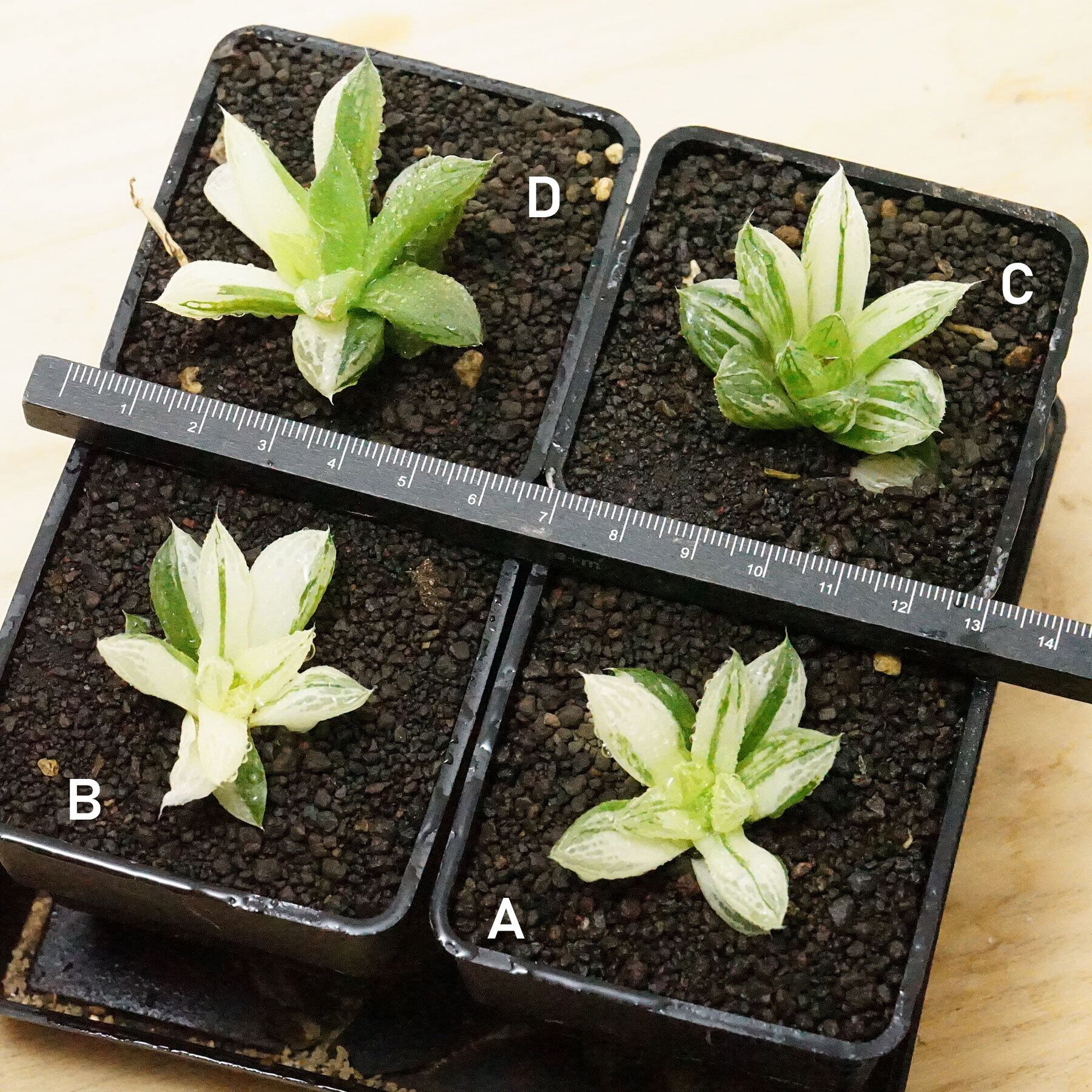 抜き苗 宝草錦 上斑 Haworthia cuspidata f.variegata | PUKUBOOK 