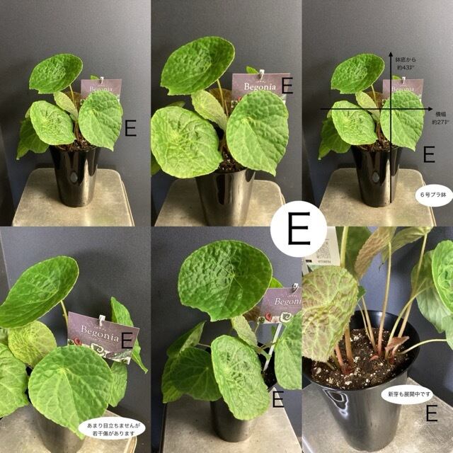 室内向き】【おしゃれ オシャレなインテリア】熱帯植物 根茎性