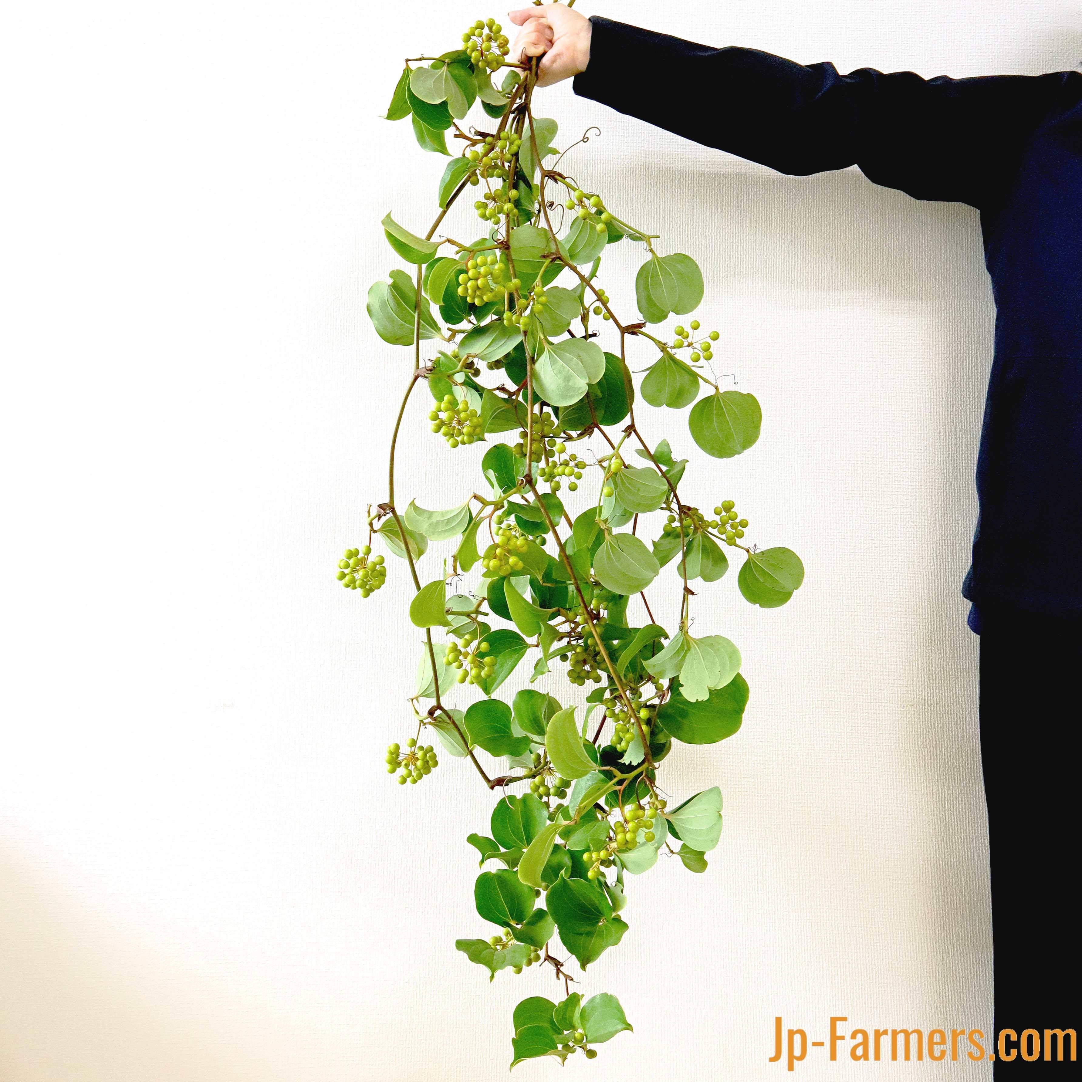 カワイイフレッシュグリーン 棘のないサンキライ 富士伊豆農協 | 新鮮