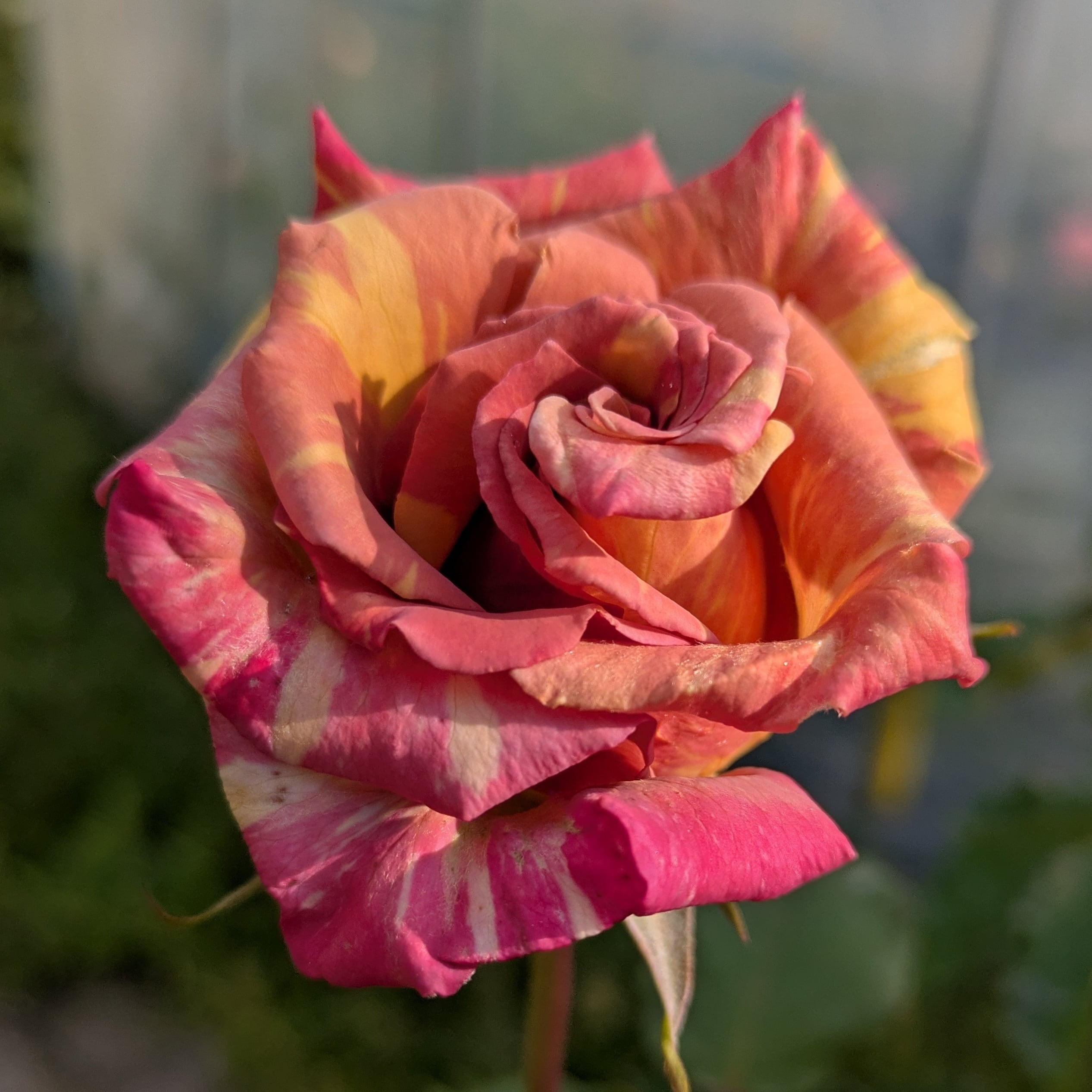 マーブル ショコラ | 天空のバラ園(無農薬バラ苗・花苗・クレマチス