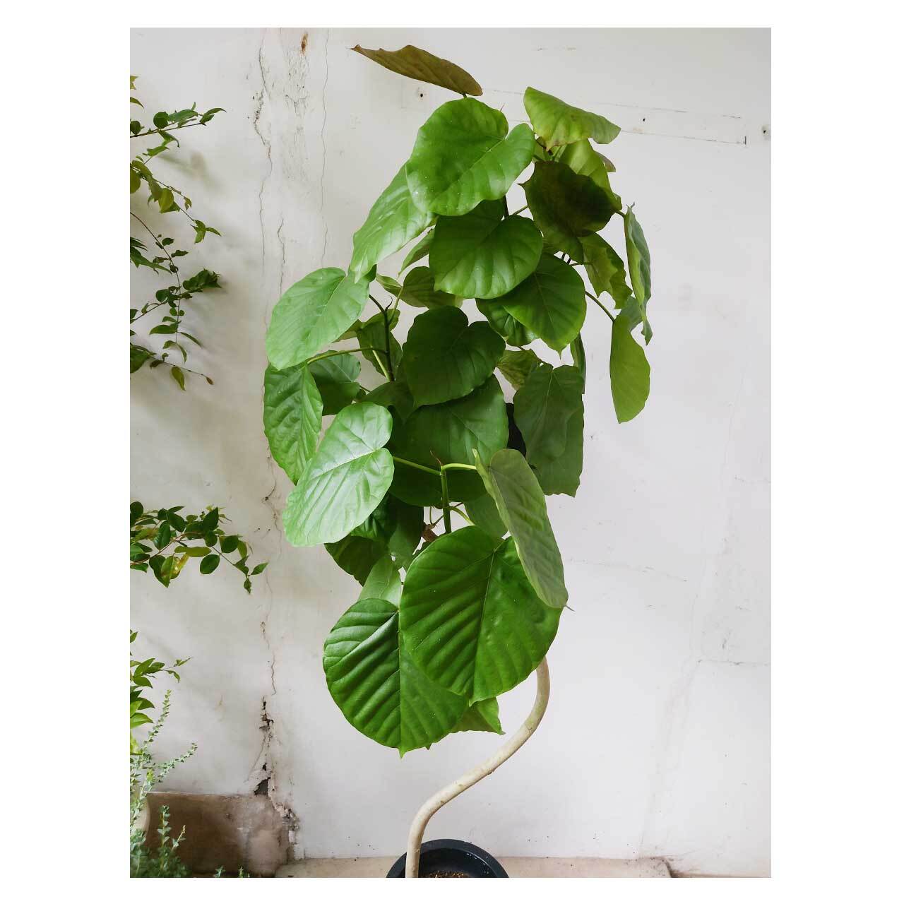Ficus umbellata | Seeding