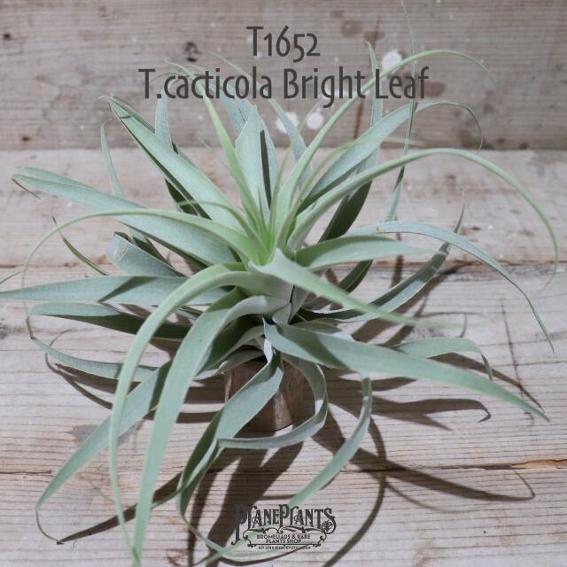 【送料無料】cacticola Bright Leaf〔エアプランツ〕現品発送T1652