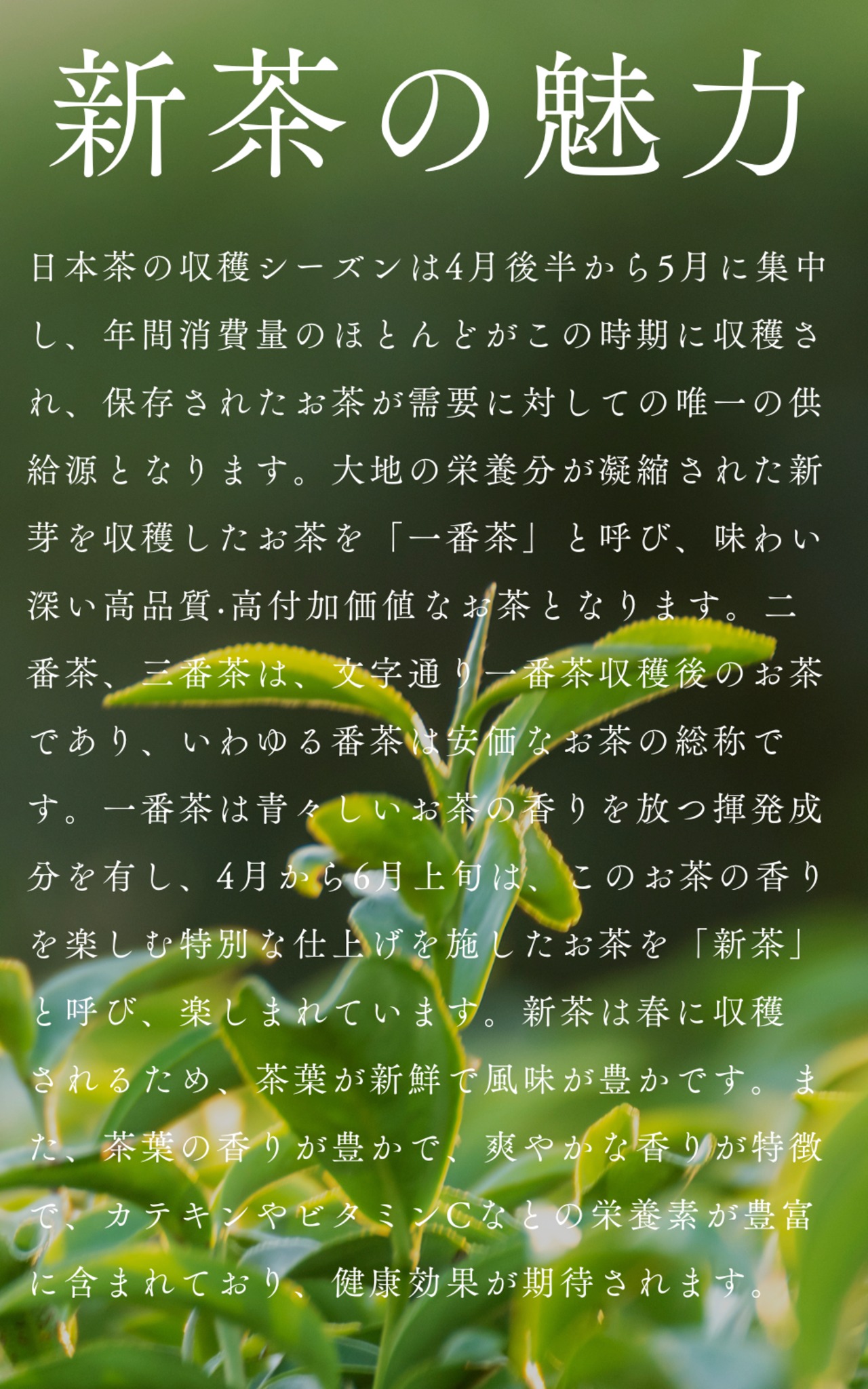 〈数量限定〉 2026年　新茶　知覧茶　さえみどり　80g