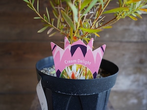 【現物】リューカデンドロン ”Cream Delight” 6号 A