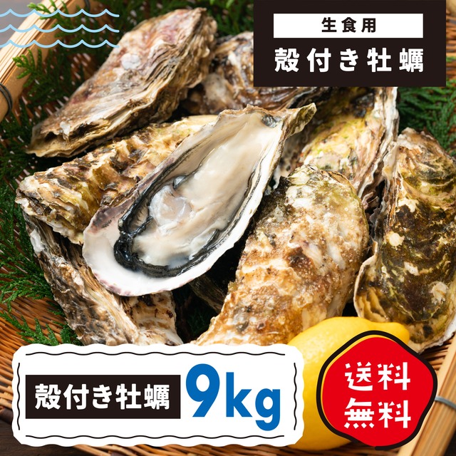 送料込！殻付き牡蠣 9Kg生食用