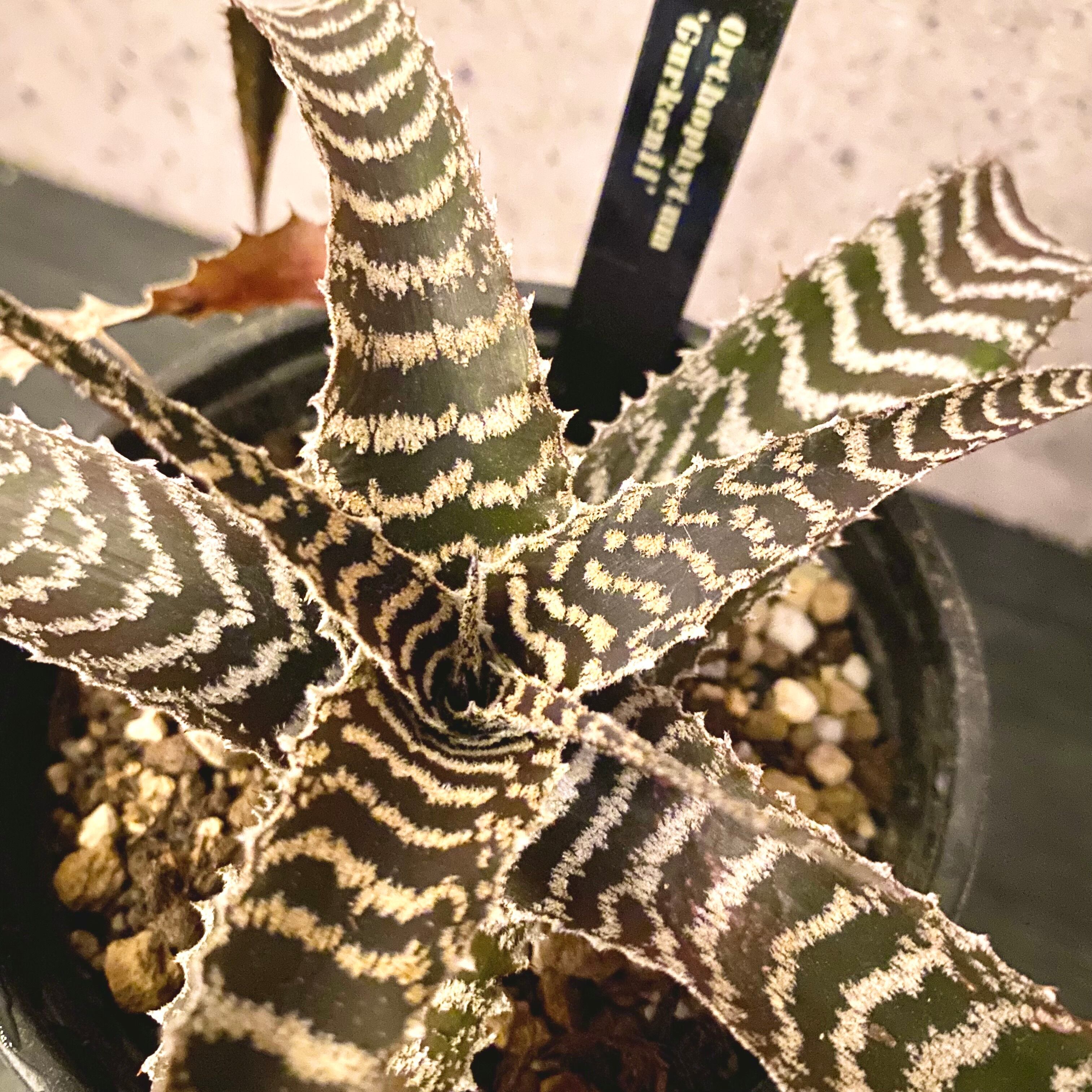 Planet Plants プラネットプランツ