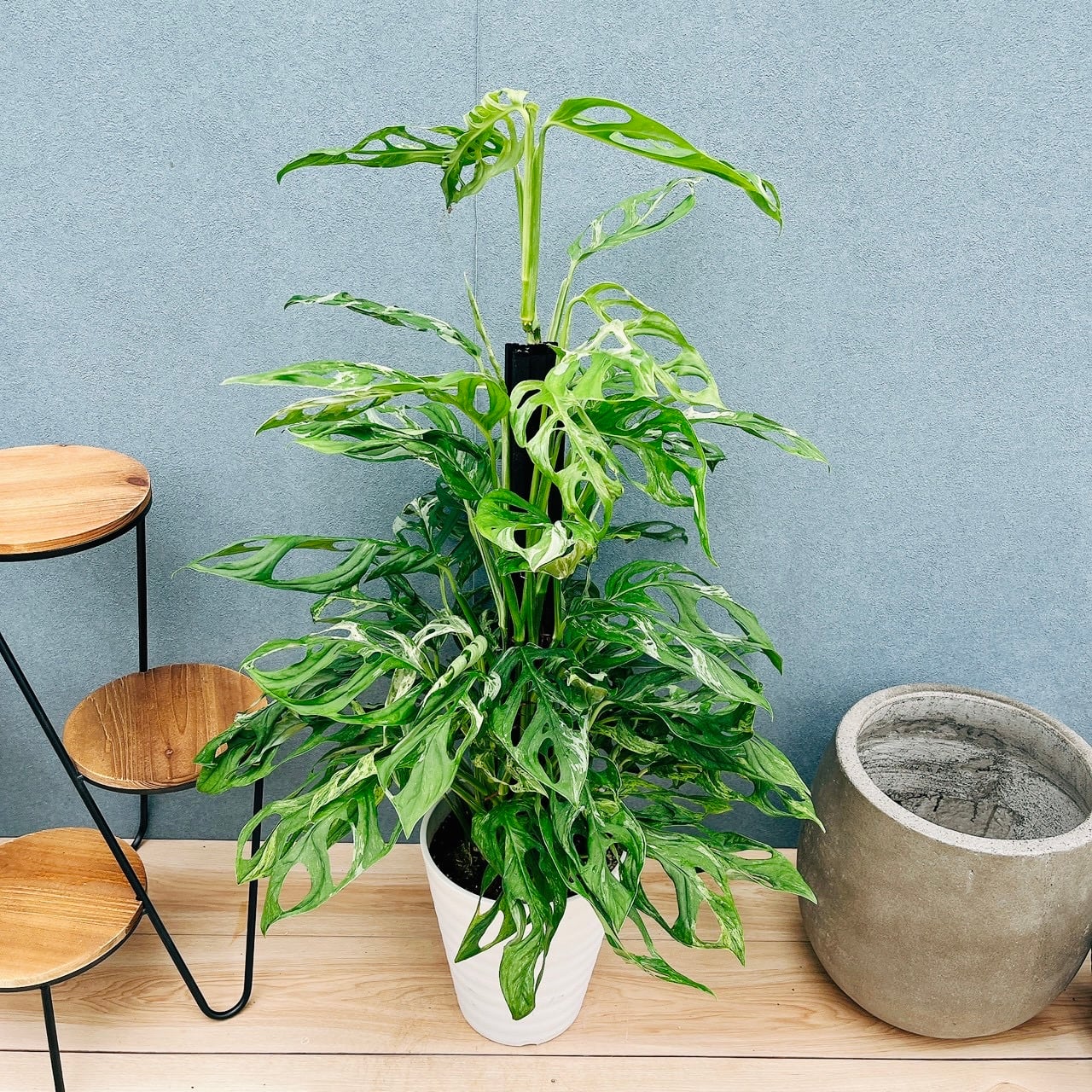 ［現品］【希少】1番　キンモウコウ　7号　観葉植物　レア　室内　タカワラビ 現品］【希少】1番 キンモウコウ 7号 観葉植物 レア 室内 希少